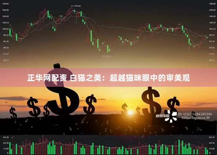 正华网配资 白猫之美：超越猫咪眼中的审美观